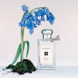 Wild Bluebell Jo Malone London