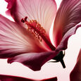 Hibiscus Dream Coffret Parfum d'Int&eacute;rieur 200ml + Des Mini B&acirc;tonnets Parfum&eacute;s 70ml + Bougie Parfum&eacute;e 360g