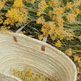 Immortelle Oden