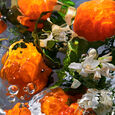 Aqua Allegoria - Mandarine Basilic Sada Eau de Toilette 125 ml + miniatura 7,5 ml + telov&eacute; ml&eacute;ko 75 ml