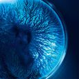 Life Plankton Biotherm