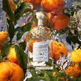 Aqua Allegoria - Mandarine Basilic Sada Eau de Toilette 125 ml + miniatura 7,5 ml + telov&eacute; ml&eacute;ko 75 ml