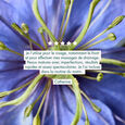 Huile de Nigelle Melvita
