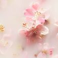 The Ritual of Sakura Rituals