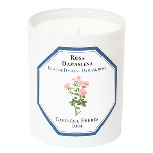 Rose de Damas