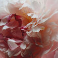 Peony & Blush Suede Mleczko nawilzajace 250 ml