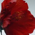 Red Hibiscus Jo Malone London