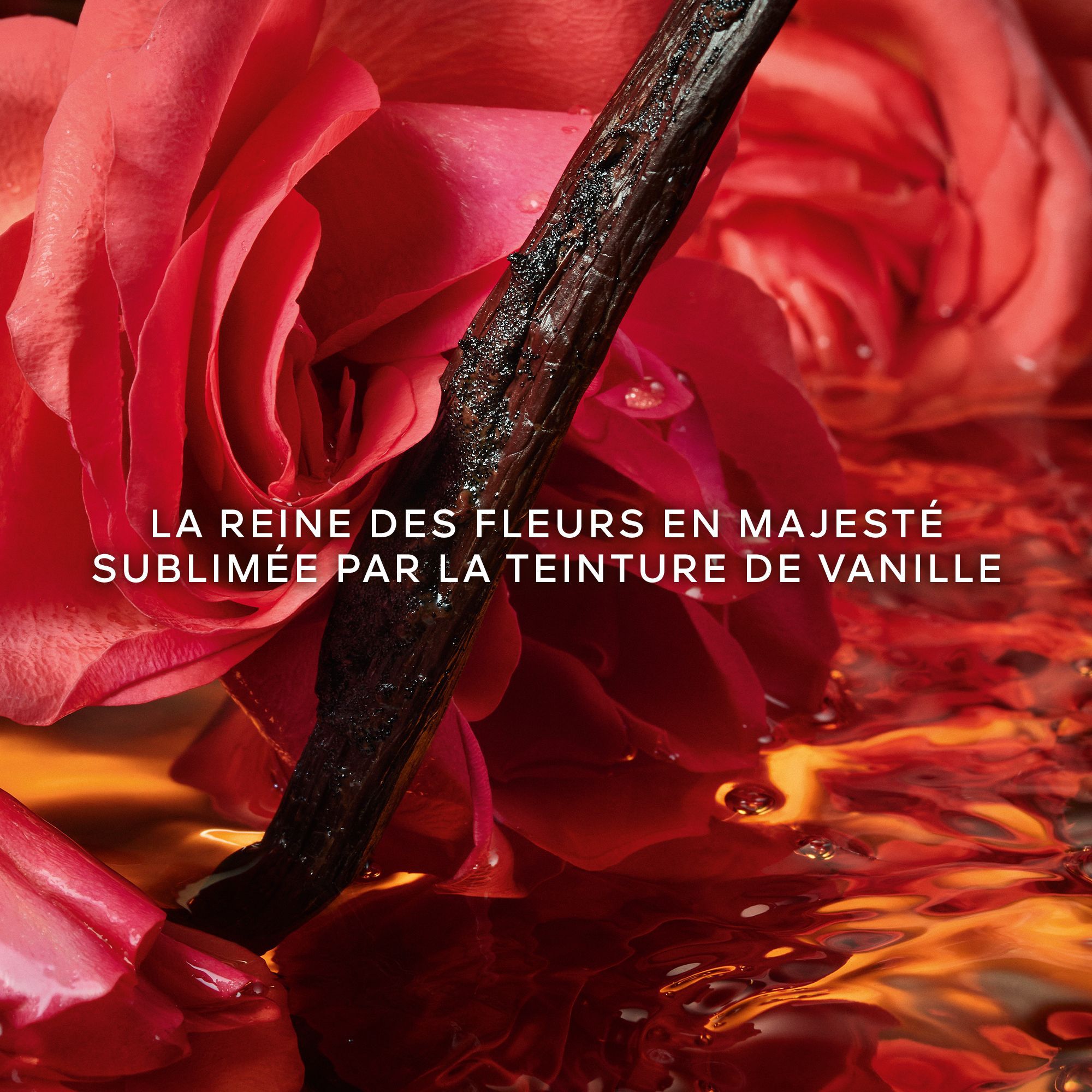 Shalimar Millésime Rose, Eau de Parfum 50 ml - Guerlain