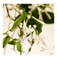 Sweet Jasmine Rituals