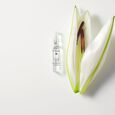 Cure Nuit Dr.Hauschka