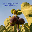Coastal Fig Korres