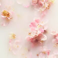 The Ritual Of Sakura Coffret Mousse de Douche 50ml + Cr&egrave;me pour le Corps 70ml + Huile S&egrave;che 30ml + Brume Parfum&eacute;e 20ml