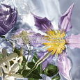 Aqua Allegoria Flora Salvaggia Flora Salvaggia