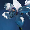 Atelier des Fleurs - Orchid&eacute;e de Minuit Chlo&eacute;