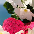 Cheirosa n&deg;68 Body and Hair Mist - Brazilian Jasmine and Dragon Fruit