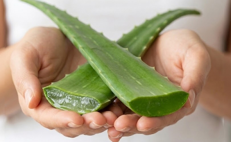 Aloe vera dans sa routine skincare : bienfaits et mode d&rsquo;emploi
