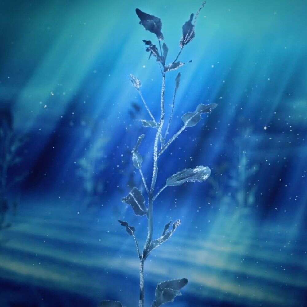 Polaar Algues Bor&eacute;ales 