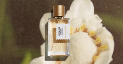 d&eacute;couvrez notre best seller ingenious ginger