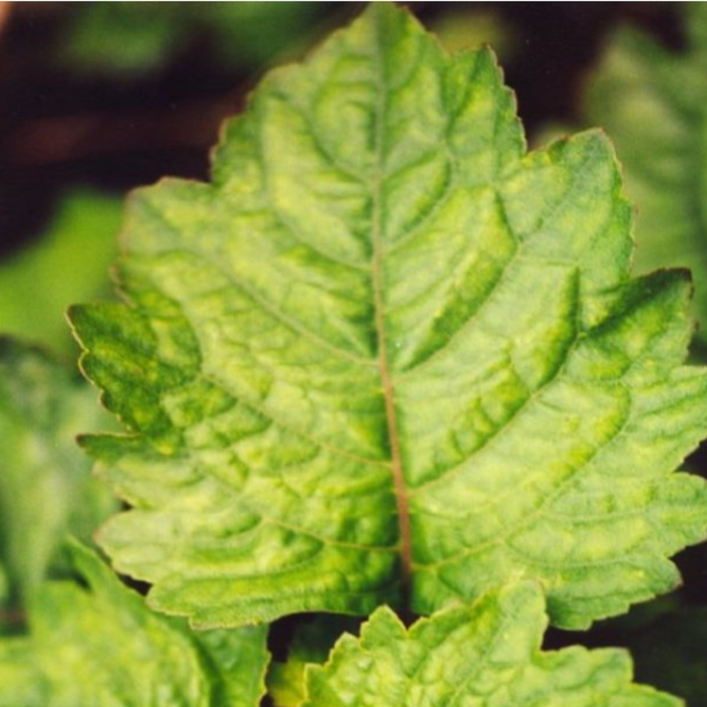 La feuille de Patchouli