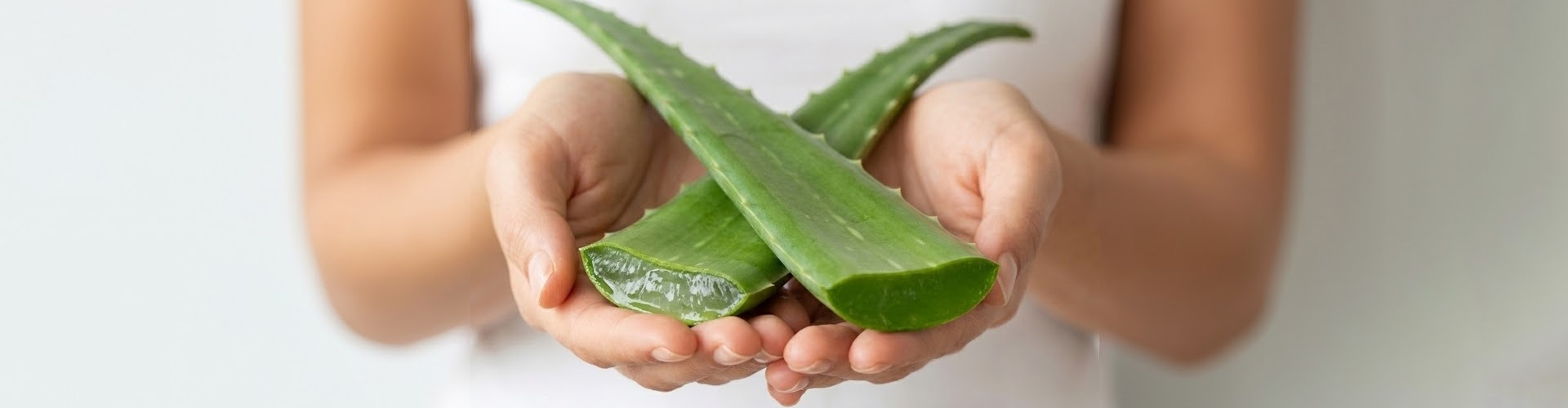 banner aloe vera